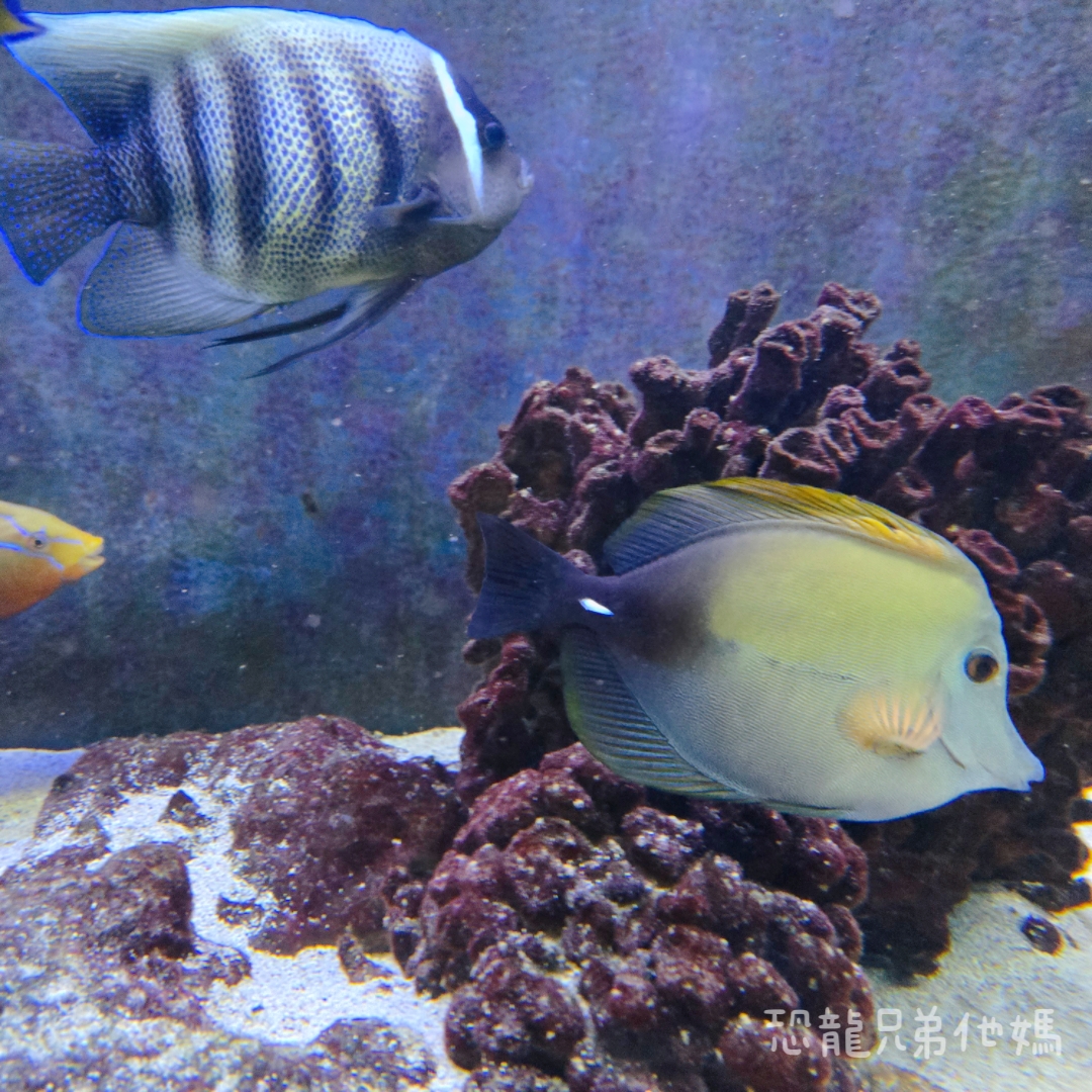 高雄‧鳥松】澄清湖海洋奇珍園│魚兒種類豐富、有觸摸區、多樣珊瑚、貝殼、恐龍蛋化石展示。預計營業到2025年12月31日