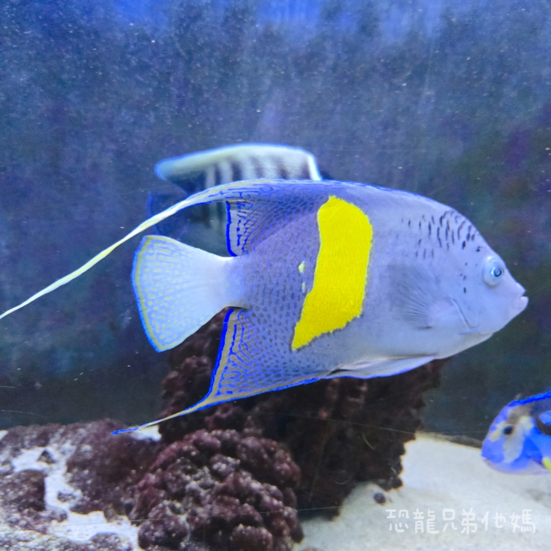 高雄‧鳥松】澄清湖海洋奇珍園│魚兒種類豐富、有觸摸區、多樣珊瑚、貝殼、恐龍蛋化石展示。預計營業到2025年12月31日