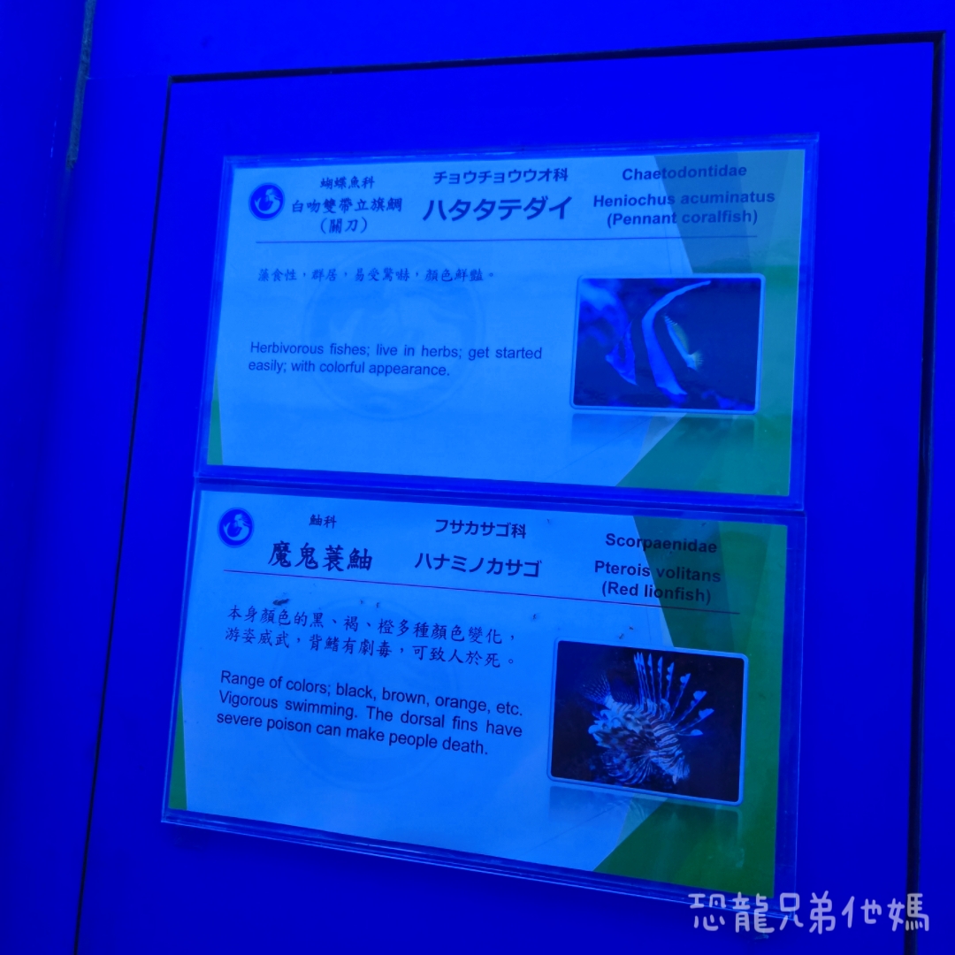 高雄‧鳥松】澄清湖海洋奇珍園│魚兒種類豐富、有觸摸區、多樣珊瑚、貝殼、恐龍蛋化石展示。預計營業到2025年12月31日