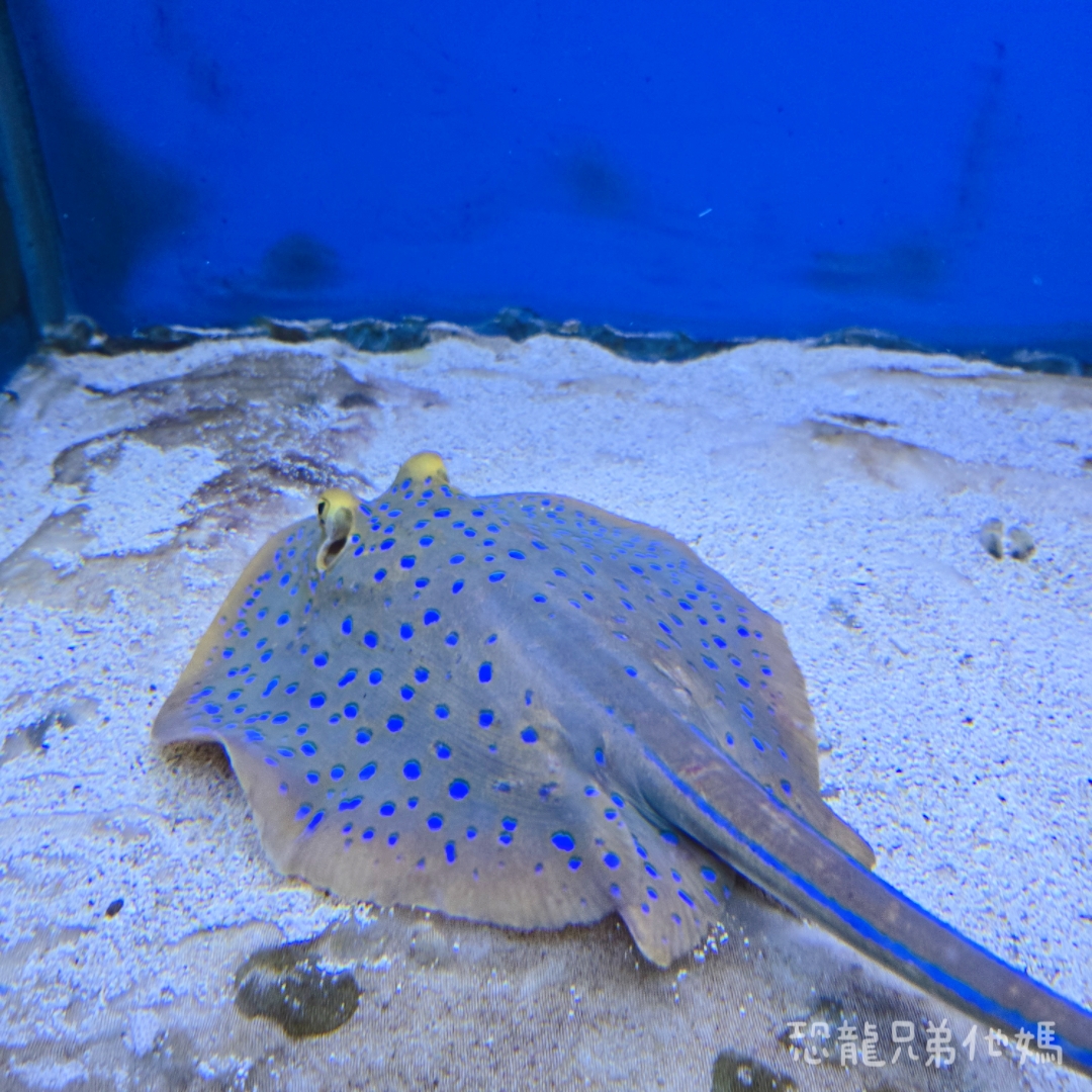 高雄‧鳥松】澄清湖海洋奇珍園│魚兒種類豐富、有觸摸區、多樣珊瑚、貝殼、恐龍蛋化石展示。預計營業到2025年12月31日 - 第54張圖 高雄‧鳥松】澄清湖海洋奇珍園│魚兒種類豐富、有觸摸區、多樣珊瑚、貝殼、恐龍蛋化石展示。預計營業到2025年12月31日