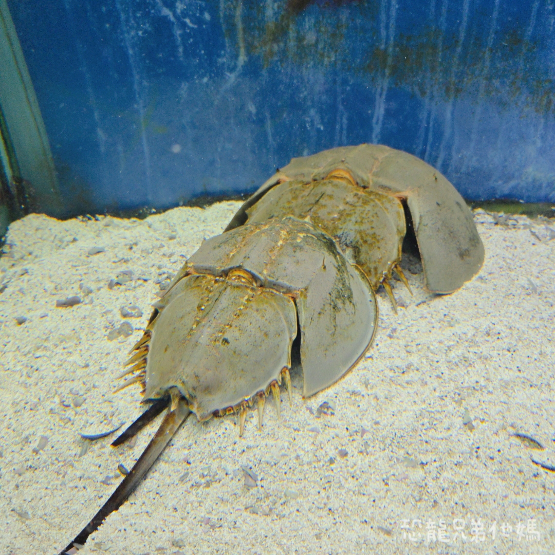 高雄‧鳥松】澄清湖海洋奇珍園│魚兒種類豐富、有觸摸區、多樣珊瑚、貝殼、恐龍蛋化石展示。預計營業到2025年12月31日