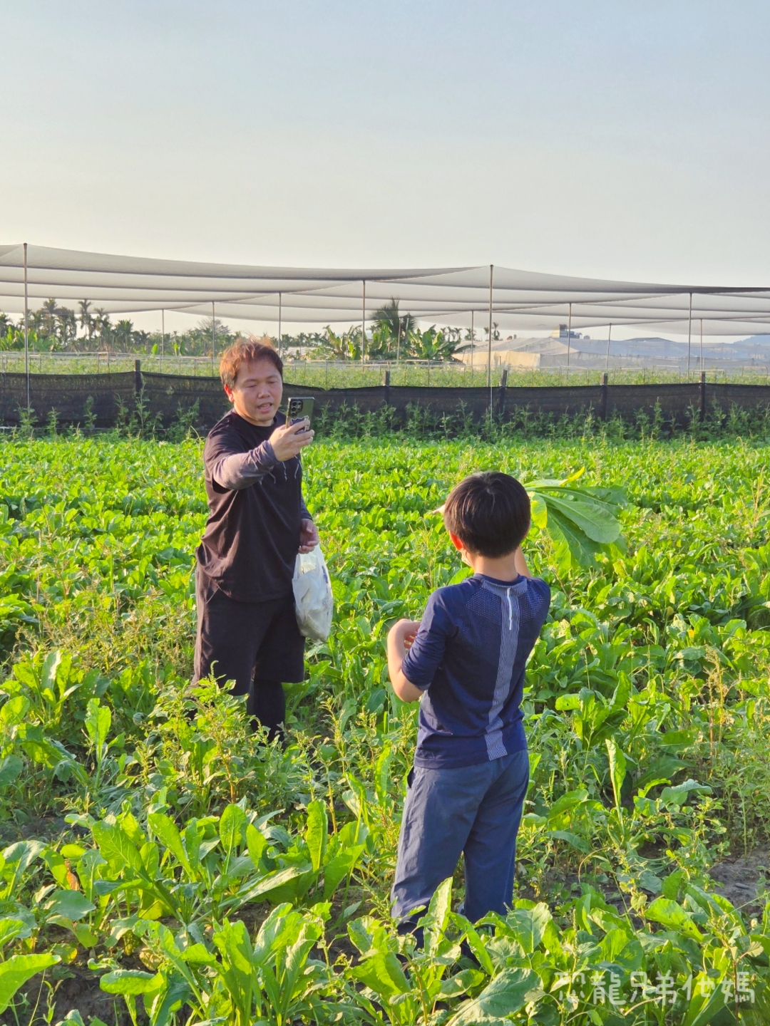 高雄‧美濃│冬天限定‧來採白玉蘿蔔囉! 150元裝好裝滿,親子一起採,好玩好開心! - 第3張圖 高雄‧美濃│冬天限定‧來採白玉蘿蔔囉! 150元裝好裝滿,親子一起採,好玩好開心!