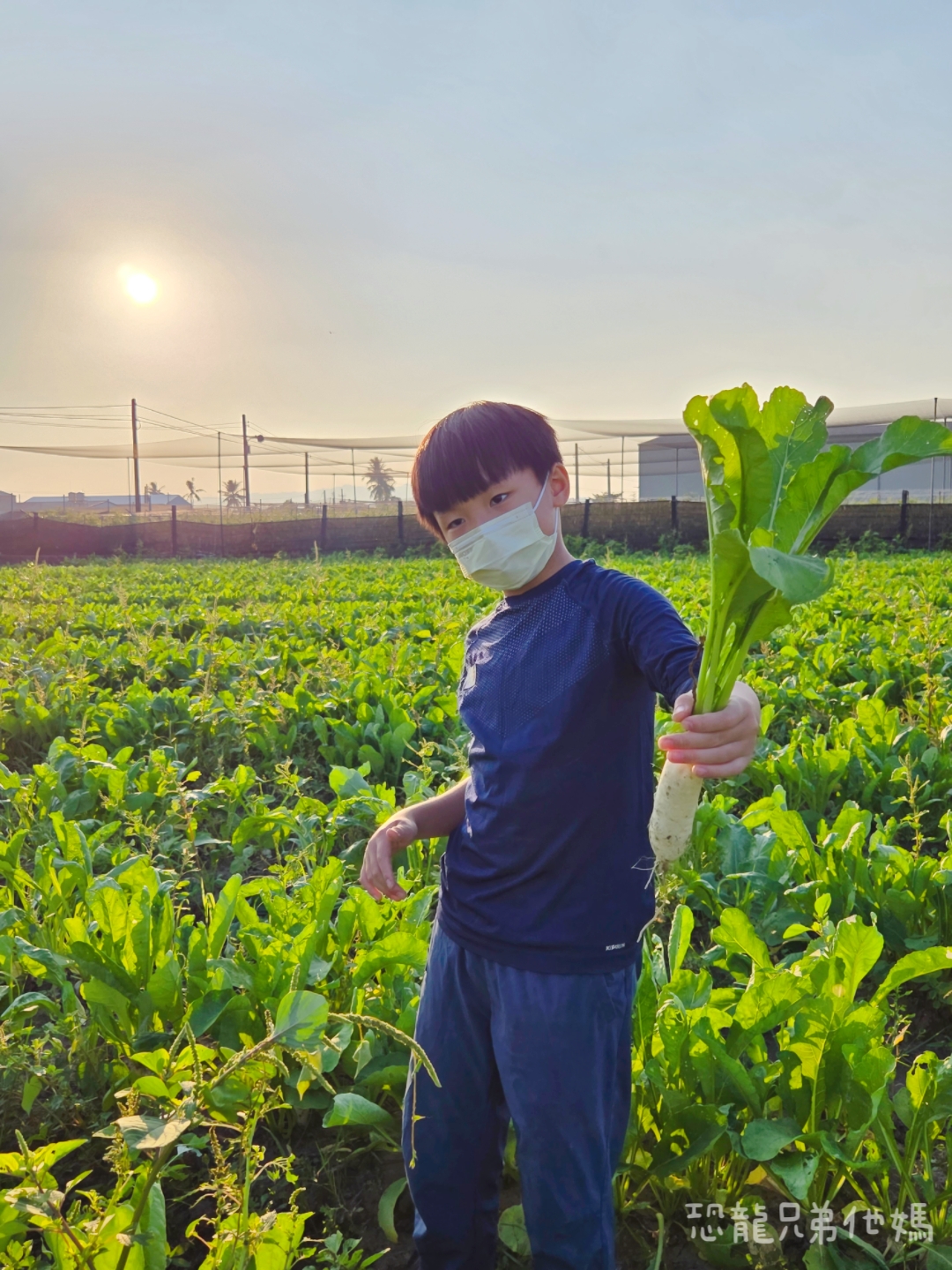 高雄‧美濃│冬天限定‧來採白玉蘿蔔囉! 150元裝好裝滿,親子一起採,好玩好開心! - 第4張圖 高雄‧美濃│冬天限定‧來採白玉蘿蔔囉! 150元裝好裝滿,親子一起採,好玩好開心!