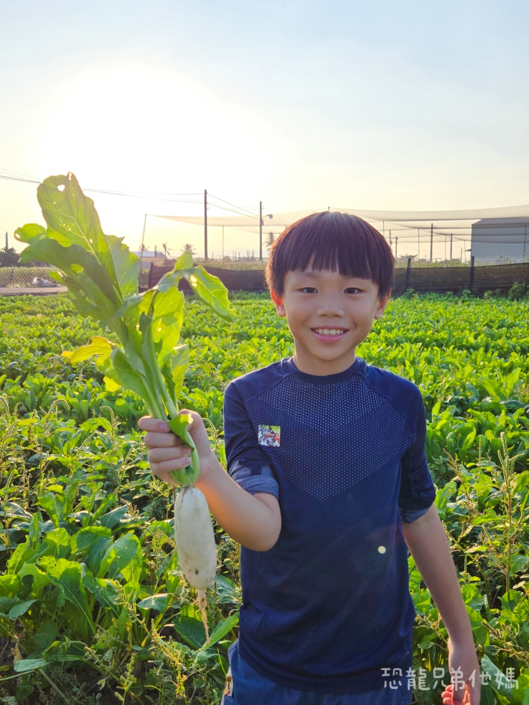 高雄‧美濃│冬天限定‧來採白玉蘿蔔囉! 150元裝好裝滿,親子一起採,好玩好開心! - 第5張圖 高雄‧美濃│冬天限定‧來採白玉蘿蔔囉! 150元裝好裝滿,親子一起採,好玩好開心!