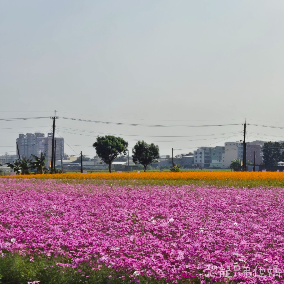 高雄‧大寮紅豆花田季,近捷運站,免費紅豆餅、小農市集、親子DIY體驗活動等,花田內可以和神明合照! - 第18張圖 高雄‧大寮紅豆花田季,近捷運站,免費紅豆餅、小農市集、親子DIY體驗活動等,花田內可以和神明合照!