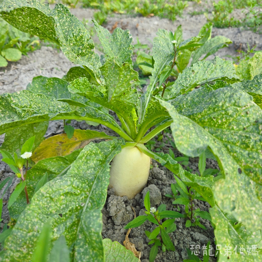 高雄‧大寮紅豆花田季,近捷運站,免費紅豆餅、小農市集、親子DIY體驗活動等,花田內可以和神明合照! - 第20張圖 高雄‧大寮紅豆花田季,近捷運站,免費紅豆餅、小農市集、親子DIY體驗活動等,花田內可以和神明合照!