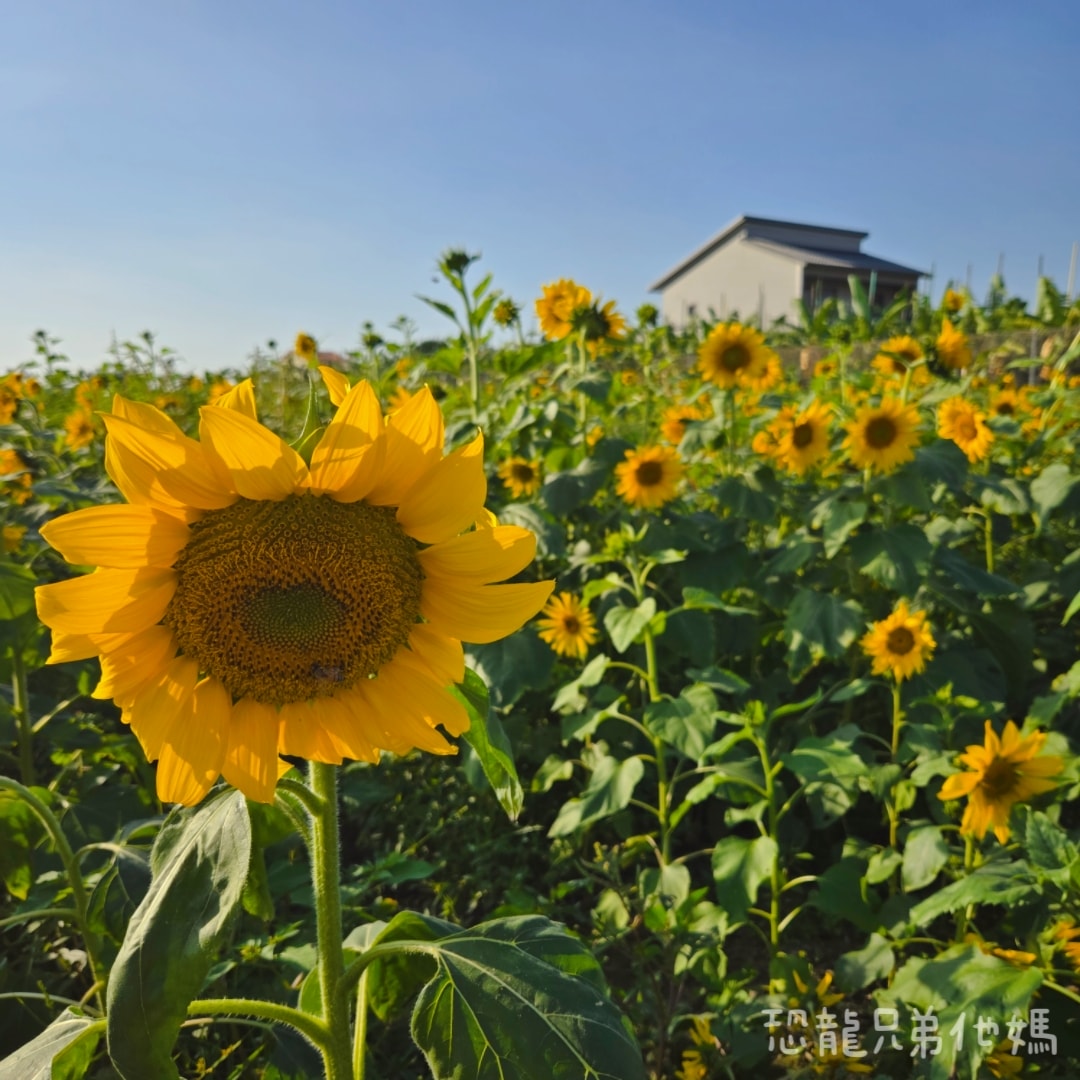 高雄‧大寮紅豆花田季，近捷運站，免費紅豆餅、小農市集、採白玉蘿蔔、親子DIY體驗活動等，花田內可以和神明合照!