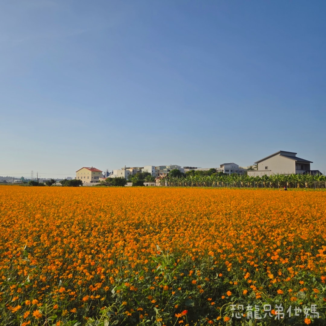 高雄‧大寮紅豆花田季，近捷運站，免費紅豆餅、小農市集、採白玉蘿蔔、親子DIY體驗活動等，花田內可以和神明合照!