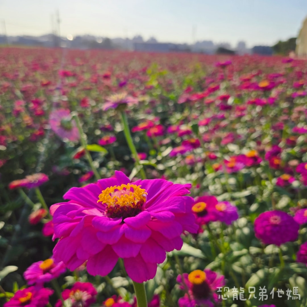 高雄‧大寮紅豆花田季，近捷運站，免費紅豆餅、小農市集、採白玉蘿蔔、親子DIY體驗活動等，花田內可以和神明合照!