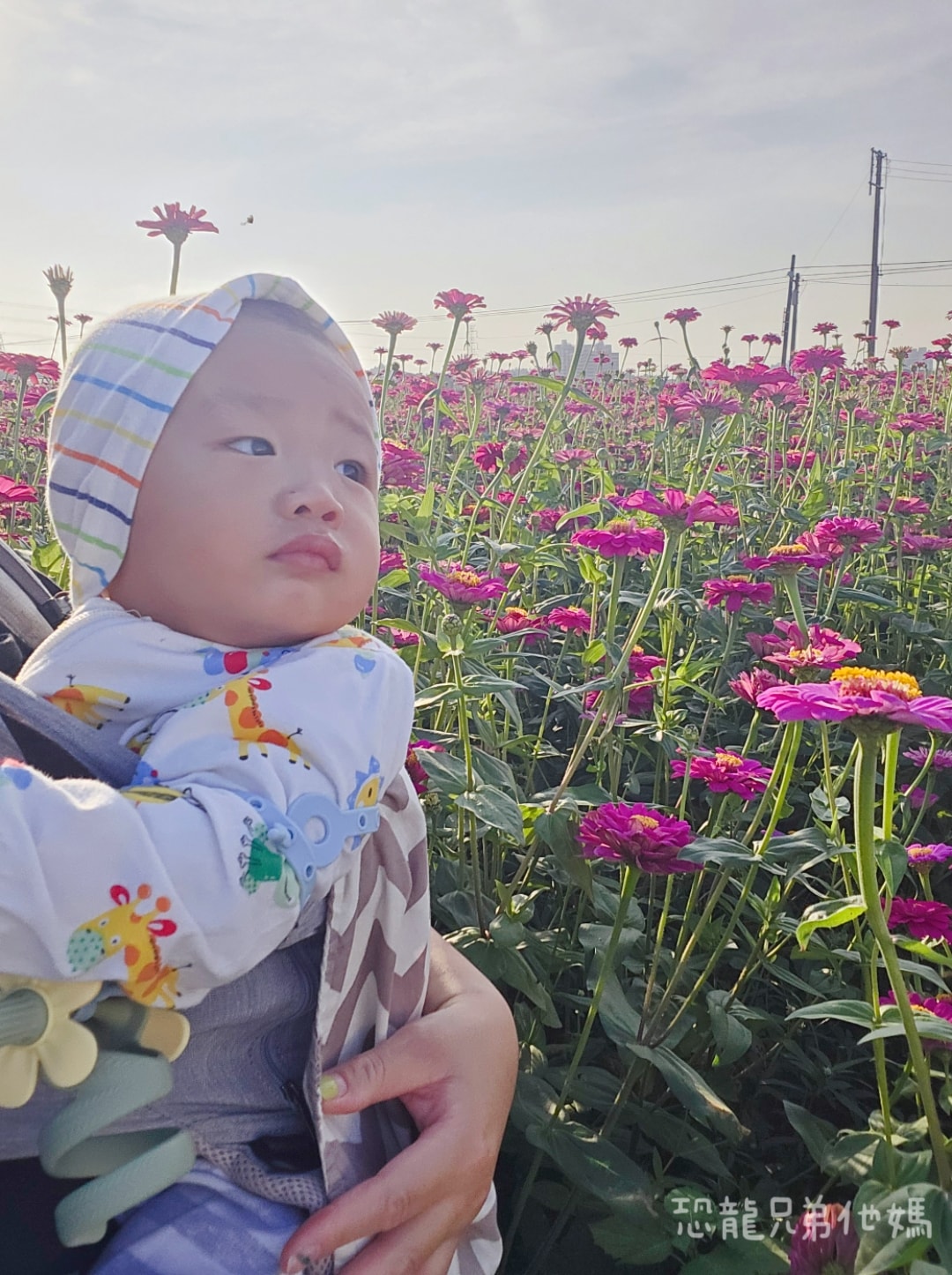 高雄‧大寮紅豆花田季，近捷運站，免費紅豆餅、小農市集、採白玉蘿蔔、親子DIY體驗活動等，花田內可以和神明合照!