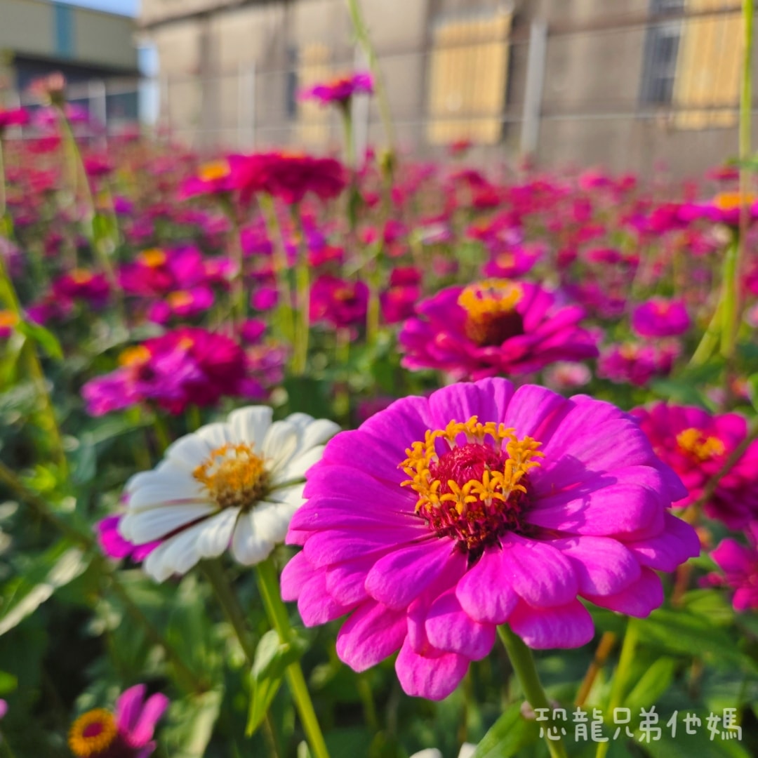 高雄‧大寮紅豆花田季，近捷運站，免費紅豆餅、小農市集、採白玉蘿蔔、親子DIY體驗活動等，花田內可以和神明合照!