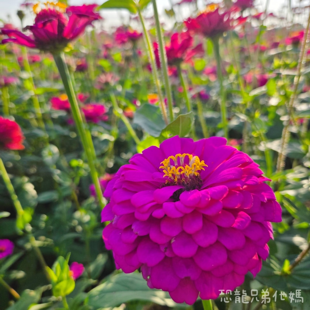 高雄‧大寮紅豆花田季，近捷運站，免費紅豆餅、小農市集、採白玉蘿蔔、親子DIY體驗活動等，花田內可以和神明合照!