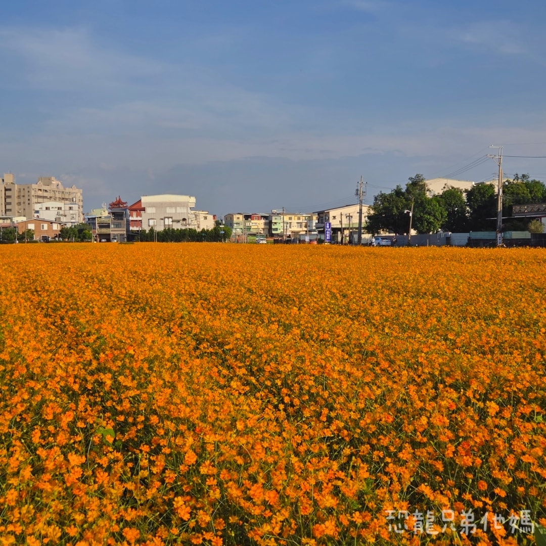 高雄‧大寮紅豆花田季，近捷運站，免費紅豆餅、小農市集、採白玉蘿蔔、親子DIY體驗活動等，花田內可以和神明合照!