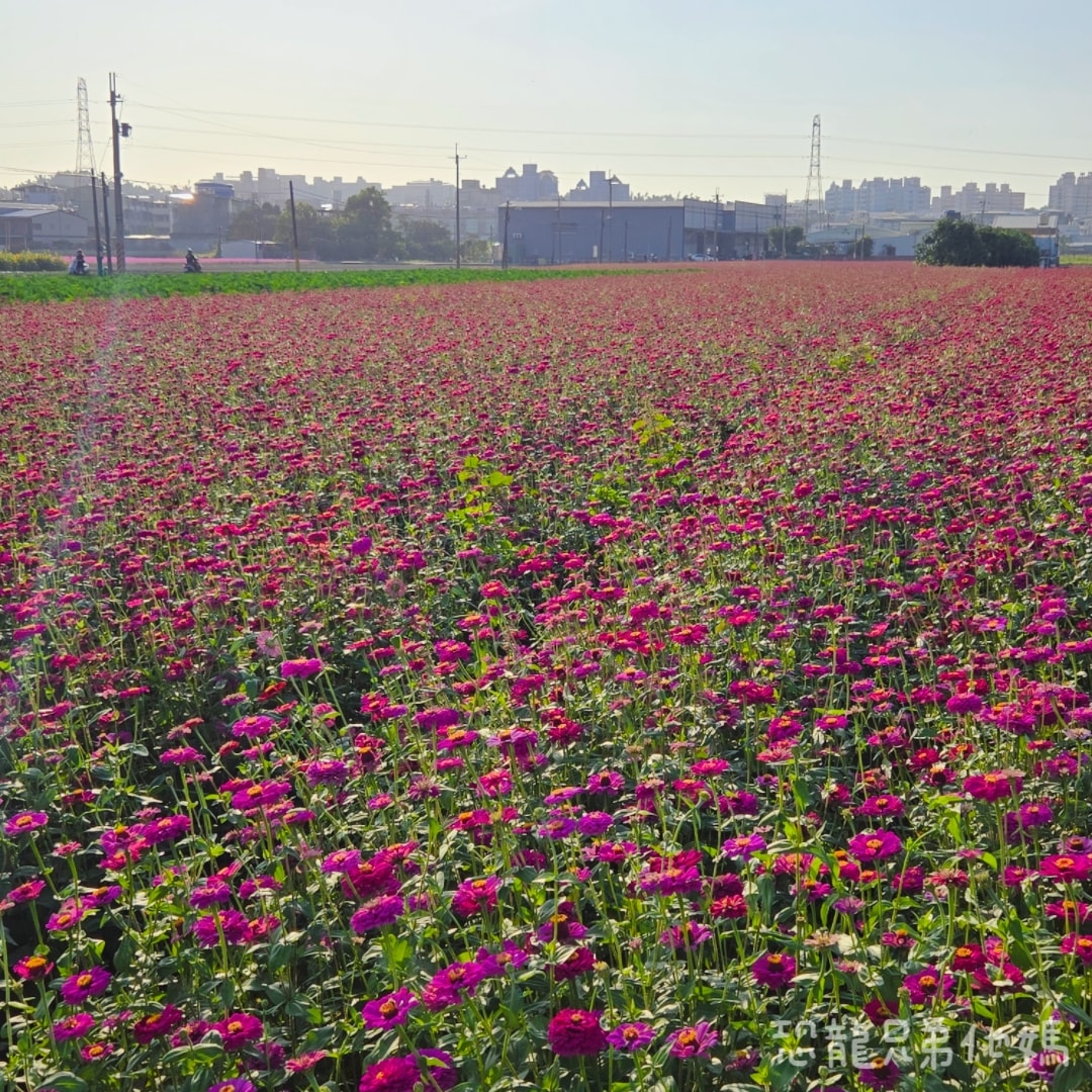 高雄‧大寮紅豆花田季，近捷運站，免費紅豆餅、小農市集、採白玉蘿蔔、親子DIY體驗活動等，花田內可以和神明合照!