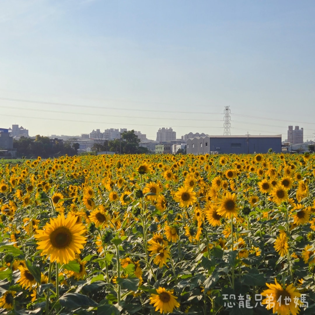 高雄‧大寮紅豆花田季，近捷運站，免費紅豆餅、小農市集、採白玉蘿蔔、親子DIY體驗活動等，花田內可以和神明合照!
