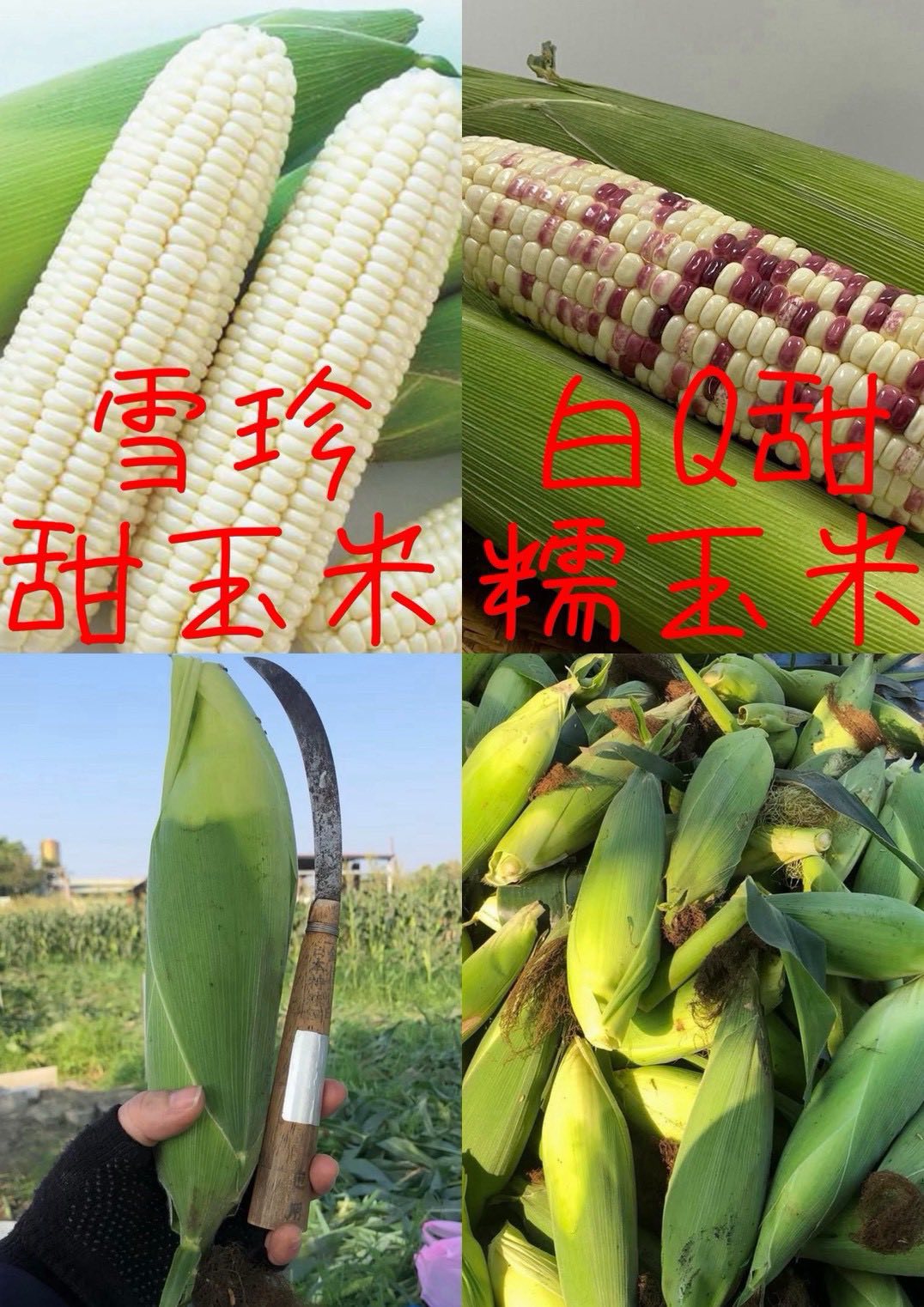 【高雄‧大寮】洪家水果攤│2026開採囉! 只要10元親子採玉米,又大又好吃,現場也有玉米試吃! - 第3張圖 【高雄‧大寮】洪家水果攤│2026開採囉! 只要10元親子採玉米,又大又好吃,現場也有玉米試吃!