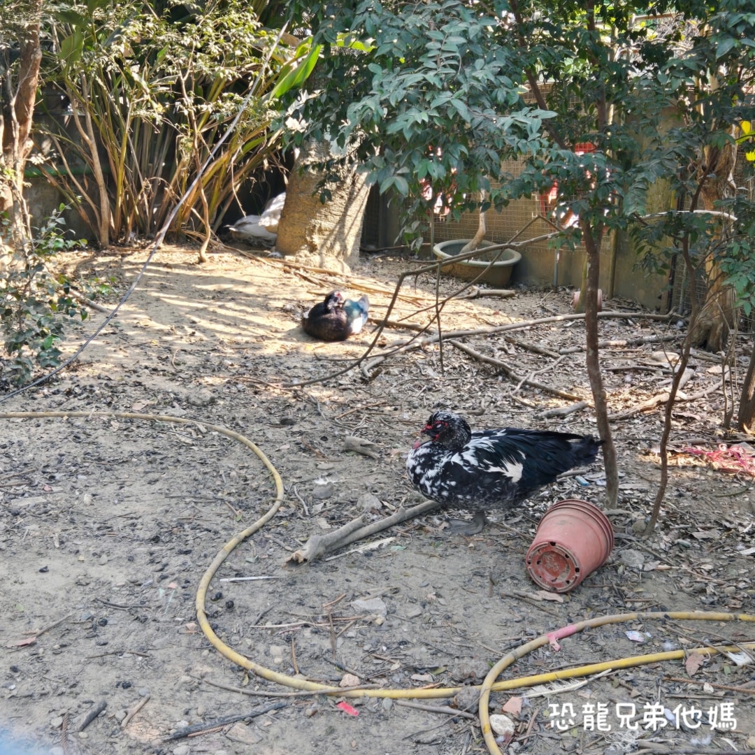 高雄‧大社│觀音山綠野山莊土雞城，上菜快，菜色好吃，免費停車場。假日建議先訂位!