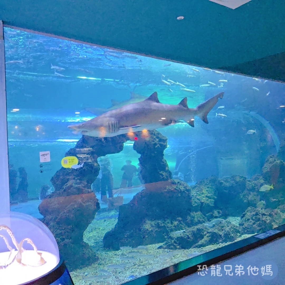 韓國‧濟洲水上星球(아쿠아플라넷제주 ,Aqua Planet),韓國最大水族館,超震撼海底隧道、海女潛水秀、超萌魟魚表演全攻略,濟州必玩景點!!2025.08 - 第114張圖 韓國‧濟洲水上星球(아쿠아플라넷제주 ,Aqua Planet),韓國最大水族館,超震撼海底隧道、海女潛水秀、超萌魟魚表演全攻略,濟州必玩景點!!2025.08