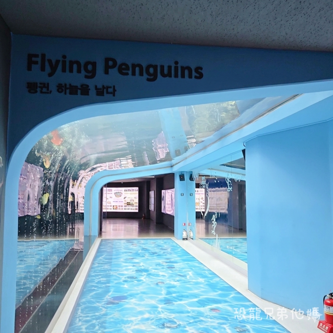 韓國‧濟洲水上星球(아쿠아플라넷제주 ,Aqua Planet),韓國最大水族館,超震撼海底隧道、海女潛水秀、超萌魟魚表演全攻略,濟州必玩景點!!2025.08 - 第72張圖 韓國‧濟洲水上星球(아쿠아플라넷제주 ,Aqua Planet),韓國最大水族館,超震撼海底隧道、海女潛水秀、超萌魟魚表演全攻略,濟州必玩景點!!2025.08