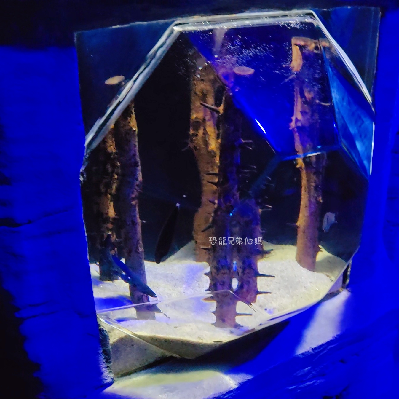 韓國‧濟洲水上星球(아쿠아플라넷제주 ,Aqua Planet),韓國最大水族館,超震撼海底隧道、海女潛水秀、超萌魟魚表演全攻略,濟州必玩景點!!2025.08 - 第66張圖 韓國‧濟洲水上星球(아쿠아플라넷제주 ,Aqua Planet),韓國最大水族館,超震撼海底隧道、海女潛水秀、超萌魟魚表演全攻略,濟州必玩景點!!2025.08