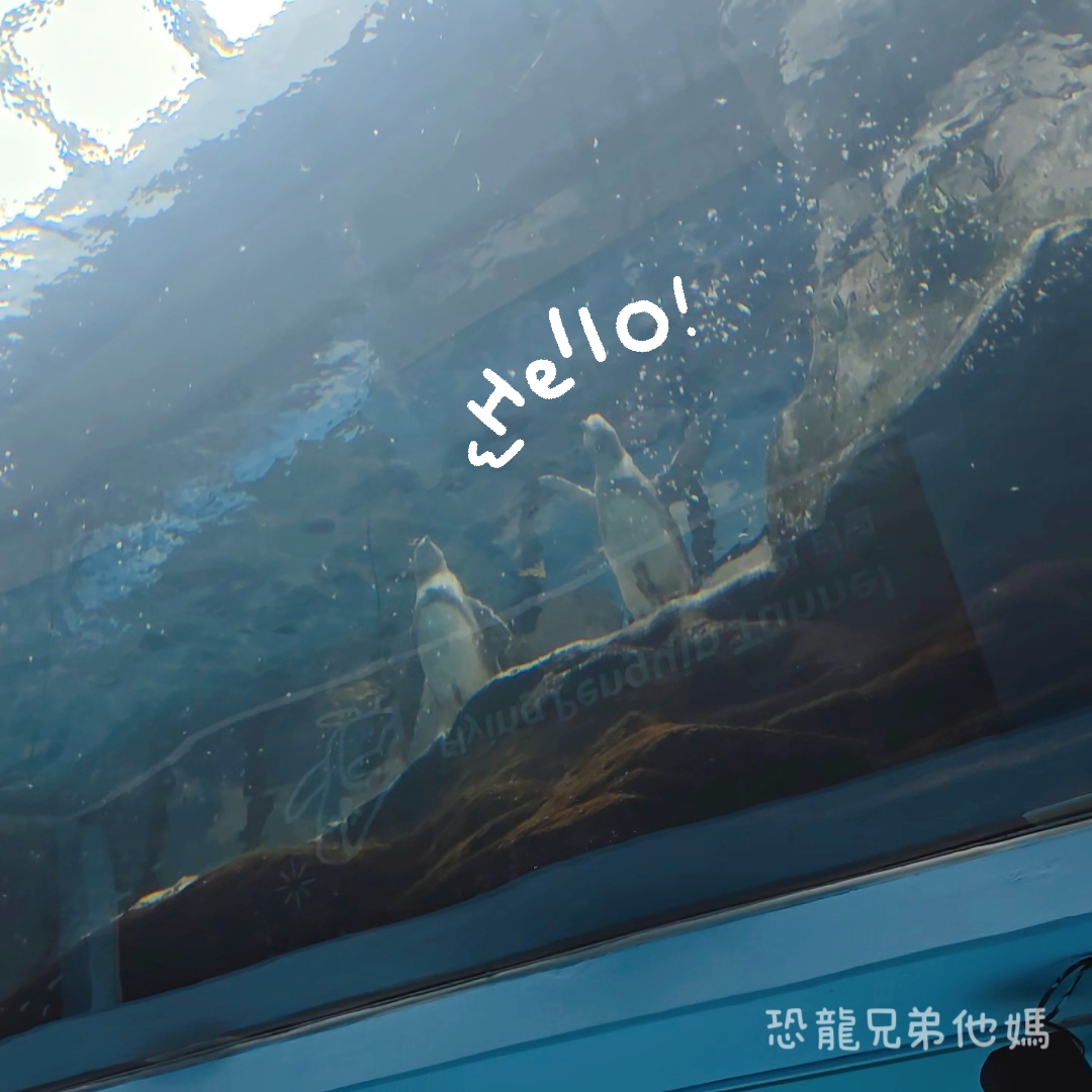 韓國‧濟洲水上星球(아쿠아플라넷제주 ,Aqua Planet),韓國最大水族館,超震撼海底隧道、海女潛水秀、超萌魟魚表演全攻略,濟州必玩景點!!2025.08 - 第73張圖 韓國‧濟洲水上星球(아쿠아플라넷제주 ,Aqua Planet),韓國最大水族館,超震撼海底隧道、海女潛水秀、超萌魟魚表演全攻略,濟州必玩景點!!2025.08