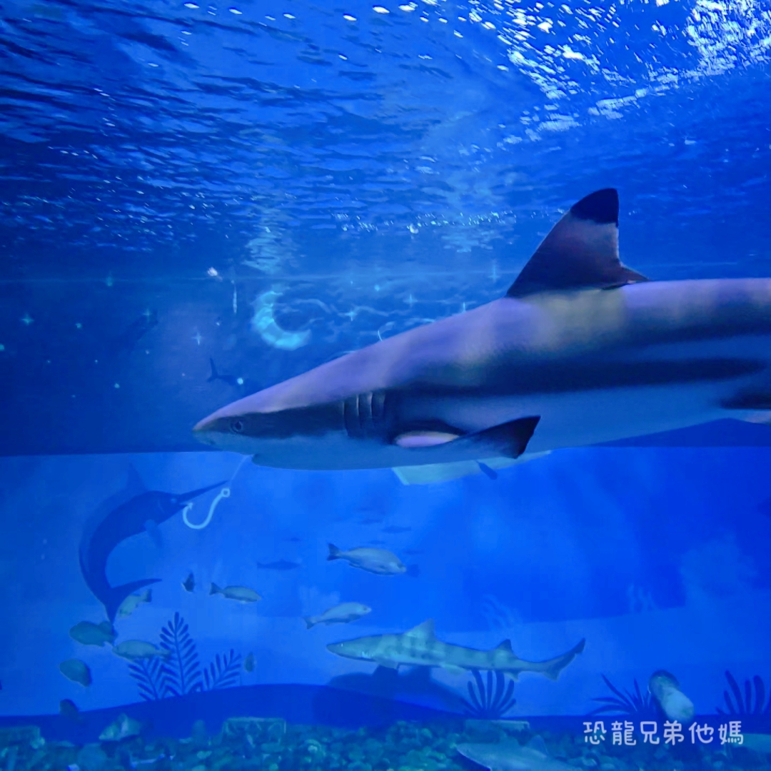 韓國‧濟洲水上星球(아쿠아플라넷제주 ,Aqua Planet),韓國最大水族館,超震撼海底隧道、海女潛水秀、超萌魟魚表演全攻略,濟州必玩景點!!2025.08 - 第118張圖 韓國‧濟洲水上星球(아쿠아플라넷제주 ,Aqua Planet),韓國最大水族館,超震撼海底隧道、海女潛水秀、超萌魟魚表演全攻略,濟州必玩景點!!2025.08