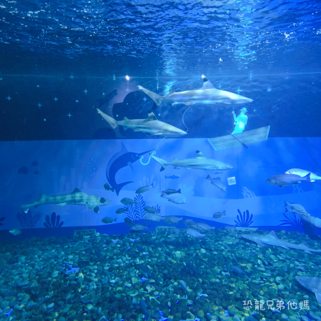 韓國‧濟洲水上星球(아쿠아플라넷제주 ,Aqua Planet)，韓國最大水族館，超震撼海底隧道、海女潛水秀、超萌魟魚表演全攻略，濟州必玩景點!!2025.08