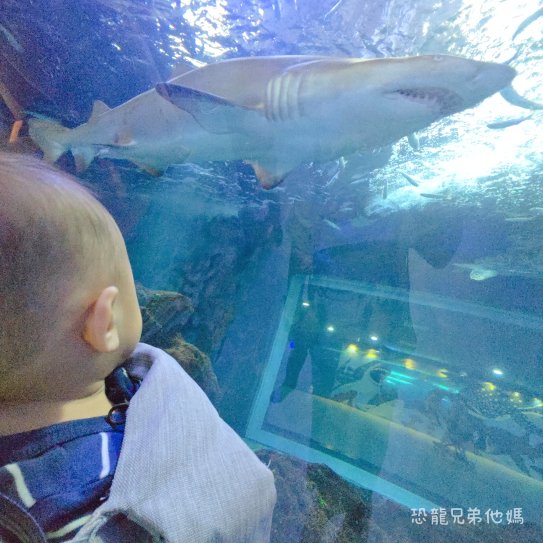 韓國‧濟洲水上星球(아쿠아플라넷제주 ,Aqua Planet)，韓國最大水族館，超震撼海底隧道、海女潛水秀、超萌魟魚表演全攻略，濟州必玩景點!!2025.08