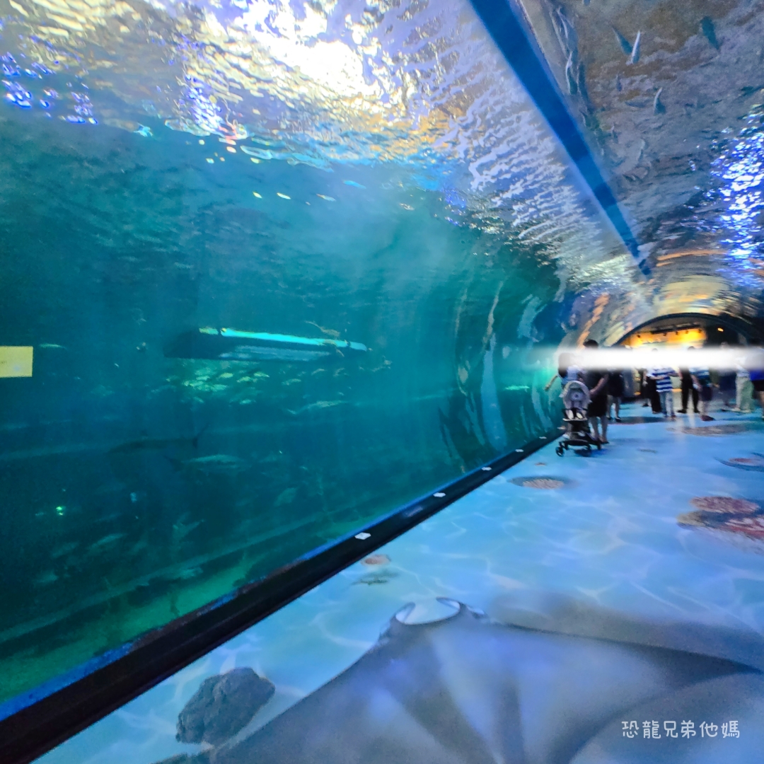 韓國‧濟洲水上星球(아쿠아플라넷제주 ,Aqua Planet),韓國最大水族館,超震撼海底隧道、海女潛水秀、超萌魟魚表演全攻略,濟州必玩景點!!2025.08 - 第126張圖 韓國‧濟洲水上星球(아쿠아플라넷제주 ,Aqua Planet),韓國最大水族館,超震撼海底隧道、海女潛水秀、超萌魟魚表演全攻略,濟州必玩景點!!2025.08