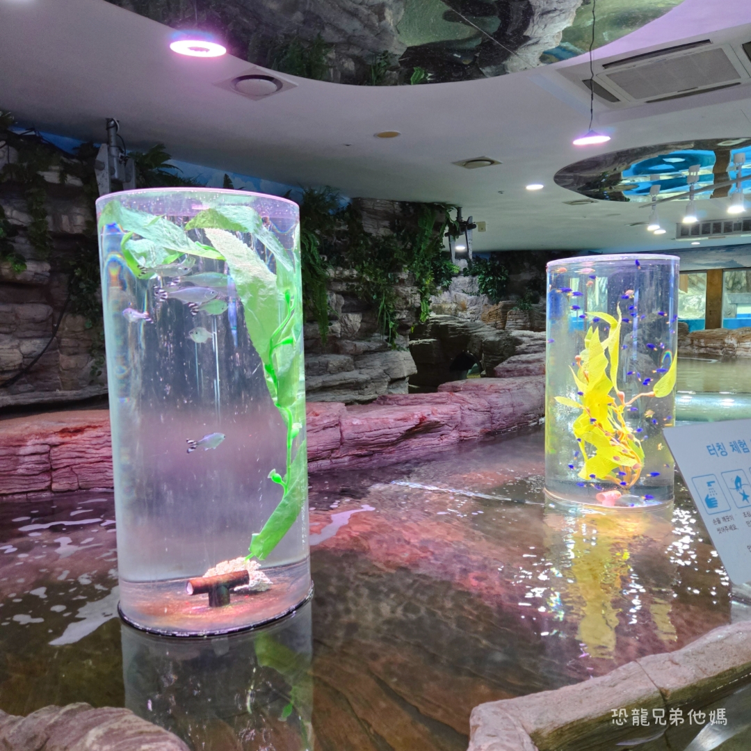 韓國‧濟洲水上星球(아쿠아플라넷제주 ,Aqua Planet),韓國最大水族館,超震撼海底隧道、海女潛水秀、超萌魟魚表演全攻略,濟州必玩景點!!2025.08 - 第145張圖 韓國‧濟洲水上星球(아쿠아플라넷제주 ,Aqua Planet),韓國最大水族館,超震撼海底隧道、海女潛水秀、超萌魟魚表演全攻略,濟州必玩景點!!2025.08