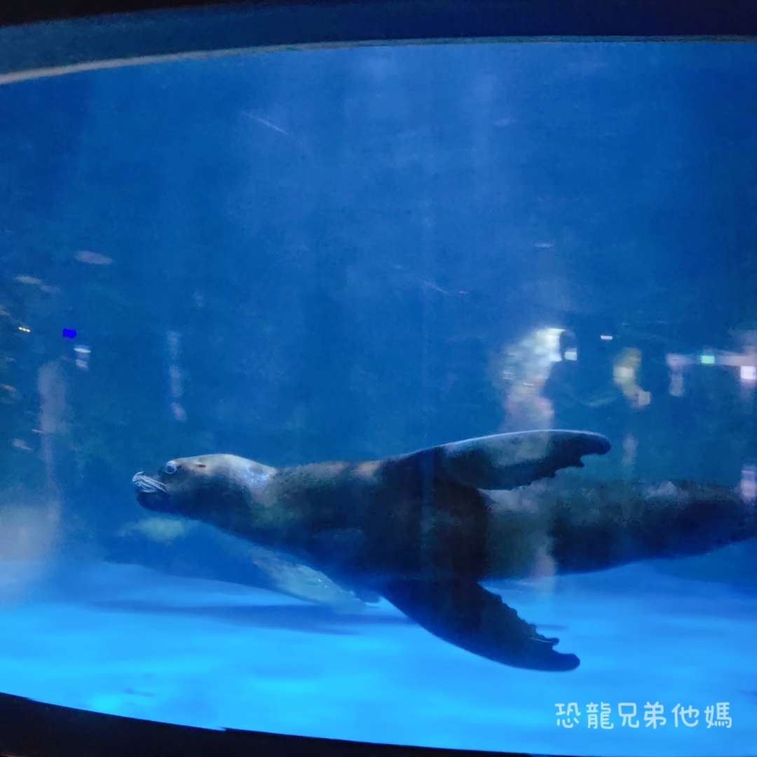 韓國‧濟洲水上星球(아쿠아플라넷제주 ,Aqua Planet),韓國最大水族館,超震撼海底隧道、海女潛水秀、超萌魟魚表演全攻略,濟州必玩景點!!2025.08 - 第171張圖 韓國‧濟洲水上星球(아쿠아플라넷제주 ,Aqua Planet),韓國最大水族館,超震撼海底隧道、海女潛水秀、超萌魟魚表演全攻略,濟州必玩景點!!2025.08