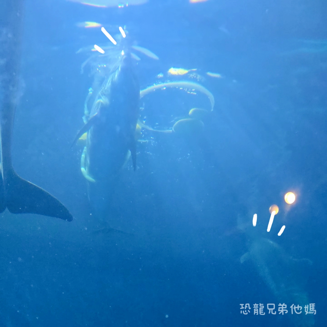韓國‧濟洲水上星球(아쿠아플라넷제주 ,Aqua Planet),韓國最大水族館,超震撼海底隧道、海女潛水秀、超萌魟魚表演全攻略,濟州必玩景點!!2025.08 - 第176張圖 韓國‧濟洲水上星球(아쿠아플라넷제주 ,Aqua Planet),韓國最大水族館,超震撼海底隧道、海女潛水秀、超萌魟魚表演全攻略,濟州必玩景點!!2025.08