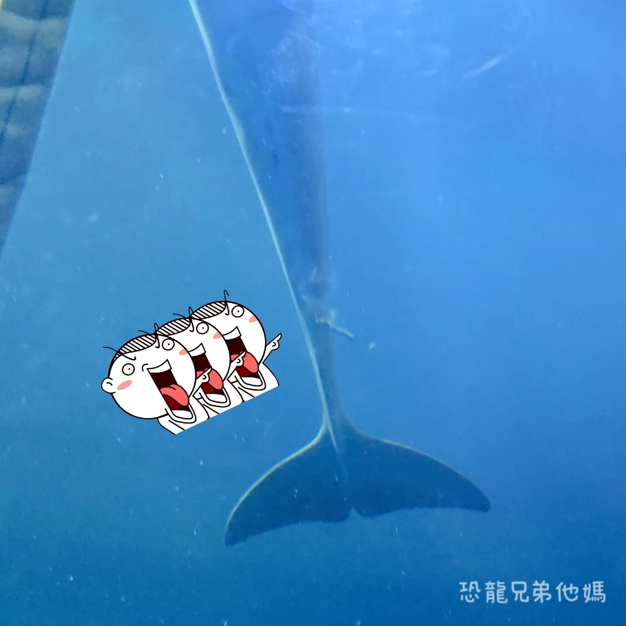 韓國‧濟洲水上星球(아쿠아플라넷제주 ,Aqua Planet),韓國最大水族館,超震撼海底隧道、海女潛水秀、超萌魟魚表演全攻略,濟州必玩景點!!2025.08 - 第175張圖 韓國‧濟洲水上星球(아쿠아플라넷제주 ,Aqua Planet),韓國最大水族館,超震撼海底隧道、海女潛水秀、超萌魟魚表演全攻略,濟州必玩景點!!2025.08